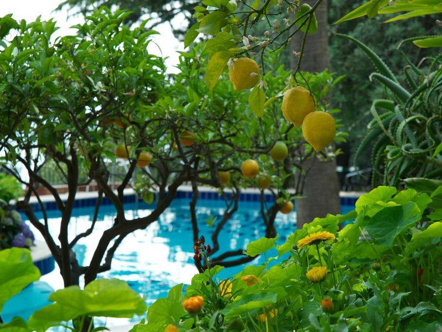 Hotel Villa Belvedere | Sito Ufficiale | Boutique Hotel 4 stelle a Taormina
